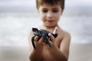 a boy holding a baby turtle in his hand at InterContinental Bali Resort, an IHG Hotel in Jimbaran