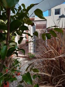 a garden with tall grass in front of a building at El Paraiso in San Clemente del Tuyú