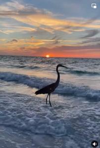 ein Vogel, der bei Sonnenuntergang am Strand wandert in der Unterkunft Sunset Connection - Gulf Place in Holmes Beach