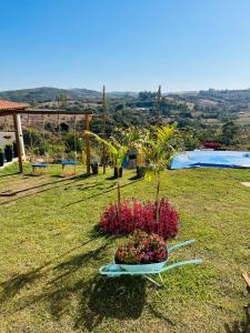 a garden with a potted plant in the grass at Pousada Dona Terezinha in Formiga