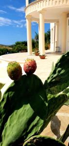 A garden outside Domus Mare Cilento