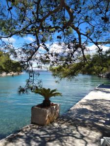 a potted tree sitting next to a body of water at Holiday home Marina in Sali