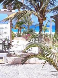 eine Palme am Strand mit dem Ozean im Hintergrund in der Unterkunft Beach house Agua Viva, Praia de Chaves, Boa Vista, Sal Rei, Cape Vert, 50mt spiaggia in Cabeçadas