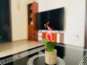 a small pink flower in a vase on a table at Apartament ELLA in Tulcea