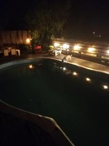 un cane che si trova in piscina di notte di On Planet a Coquimbo