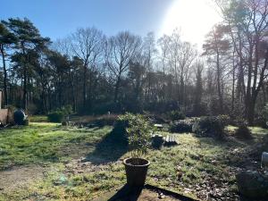 een tuin met een potplant in het gras bij B&B de Hinne in Holten