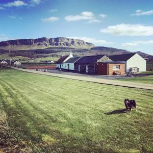 a dog standing in the middle of a field at Ballymultimber Cottages in Limavady