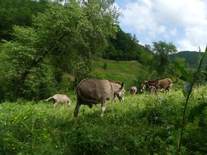 Altri animali domestici presso il bed & breakfast o nei dintorni