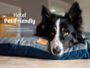 a black and white dog laying on a dog bed at Hotel Milano in Punta del Este