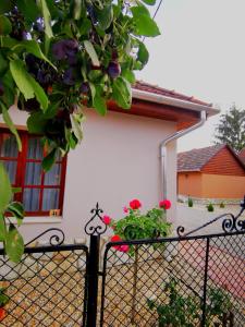 Szilvaliget Vendégház في Tolcsva: منزل به نافذة وسياج به زهور