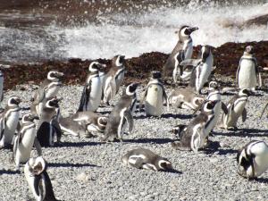 un grupo de pingüinos parados en la playa en Casa Patagonica en Puerto Madryn