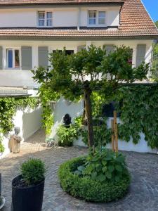 a bonsai tree in front of a building at Murmeltier in Hausen im Tal