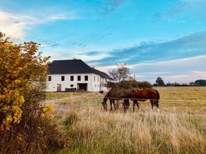 two horses grazing in a field in front of a house at Peškův mlýn - apartmán in Borovany
