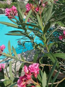 uma planta com flores rosas ao lado de uma piscina em Four Seasons Apartment "GREEN PARADISE" em Villach