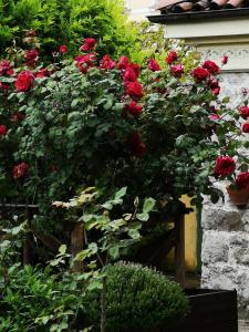 A garden outside East Wind