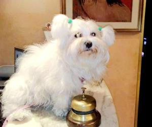 a white dog sitting on a table with a bell at New Tiffany's Park in Lido di Jesolo