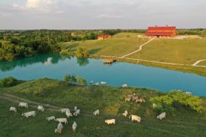 a herd of sheep grazing on a hill next to a river at Blue Hills Ranch in McGregor