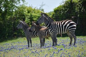 three zebras standing in a field of flowers at Blue Hills Ranch in McGregor