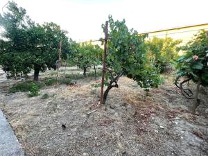 a row of trees in an orchard of apples at Lovely spacious house with big garden in Elbasan