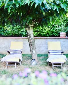 2 chaises longues et un arbre dans l'herbe dans l'établissement MAGNOLIA HOME 32, à Auch