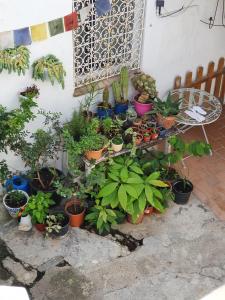 Un tas de plantes en pot sont bordées d'un mur dans l'établissement CASA VERA, à Vejer de la Frontera