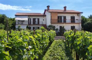 a house in the middle of a vineyard at Family friendly apartments with a swimming pool Strmac, Labin - 5527 in Strmac