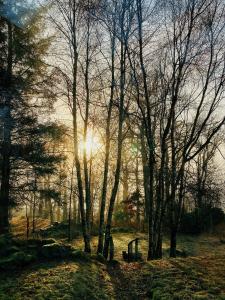 un groupe d'arbres dont le soleil brille à travers eux dans l'établissement Tarmachan Cottage - West Highland Getaway, à Fort William