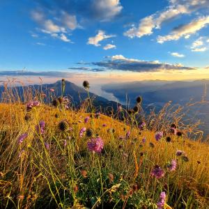 a field of flowers on top of a mountain at Agritur Maso Spezial in Villa Lagarina