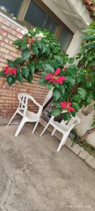 two white chairs sitting next to a bush with pink flowers at ToMa House in Pellaro
