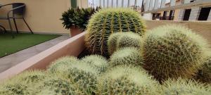 Fotografie z fotogalerie ubytování San Felipe Penthouse v destinaci Puerto de la Cruz