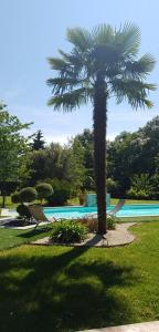 a palm tree sitting next to a swimming pool at La Verrerie in Gaillac