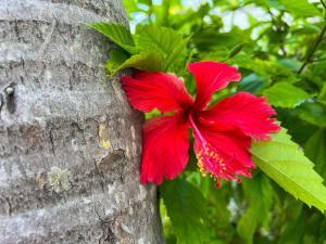 a red flower on the side of a tree at Royal Palms Resort & Spa in Fort Lauderdale