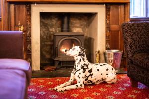 a dalmatian dog sitting on a rug in front of a fireplace at Dalmunzie Castle Hotel in Glenshee