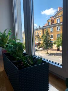 uma janela com plantas no parapeito da janela em Apartament przy Dworcu em Radom