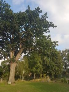 una grande quercia in un prato di Oase am Nationalpark a Kargow