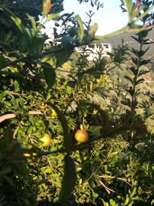 Irjān的住宿－ORJAN VIEW，橘子和其他水果的树