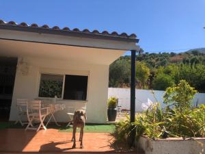 einem Hund, der vor einem Haus steht in der Unterkunft Villa Rosario in El Bosque