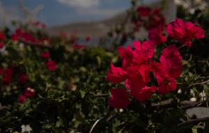 un gruppo di fiori rossi in un giardino di Ornella's & Laura's secret place a Livadia