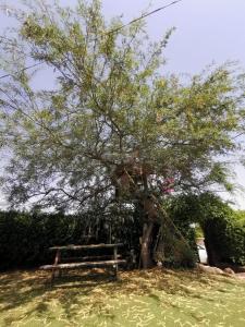 Jardin de l'établissement Nof Moab