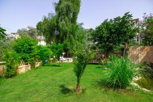 una palmera en medio de un patio en Kampus Garden, en Fethiye