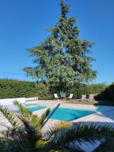 un árbol de Navidad junto a una piscina con un pino en L'Atelier Saint-Sulpice entre Bordeaux et St Emilion, en Saint-Sulpice-et-Cameyrac