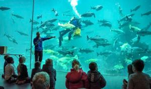 um grupo de pessoas olhando para um homem em um grande aquário em Ålesund New Guesthouse em Ålesund