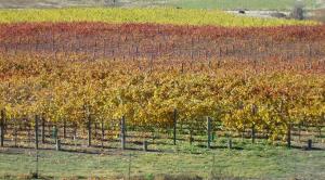 a vineyard with a bunch of autumn leaves at Rose Creek Cottage in Cromwell