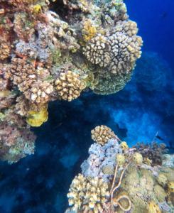 Ampana的住宿－Reconnect - Private Island Resort & Dive Center Togean - Buka Buka Island，海洋中珊瑚礁的图像