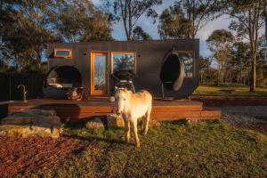 a horse standing in front of a tiny house at Hill Top Tiny River House in Richmond