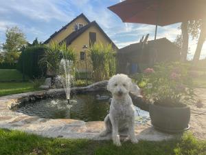 Ein weißer Hund sitzt vor einem Brunnen. in der Unterkunft Ferienwohnung Eva in Mureck
