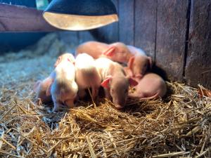 a group of pigs laying on hay in a barn at The Chestnuts Holiday Cottages in Burgh le Marsh