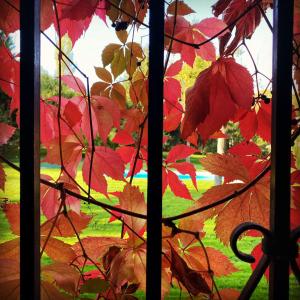 een raam met rode bladeren aan de zijkant bij La Escribana in Constantina