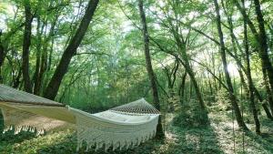 eine Hängematte mitten im Wald in der Unterkunft Ô Pays Des Bois - Hébergements insolites en pleine nature in Parmilieu