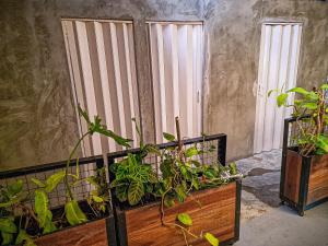 two plants in a wooden box next to two windows at Urban Hostal Bar in Bucaramanga